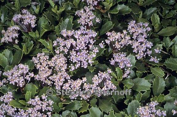 ceanothus prostratus 3 graphic